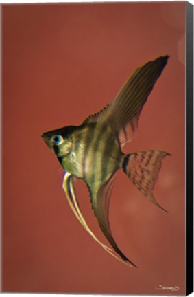 Framed Angel Fish IV Print