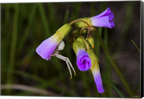 Framed Purple Flower Open Buds Print