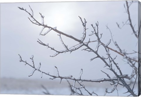 Framed Blue Sky And Frosted Branch I Print