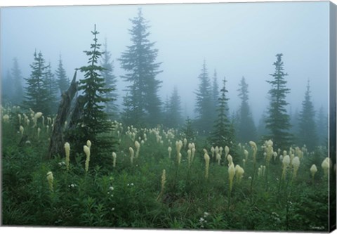 Framed Misty Green Trees And Field I Print