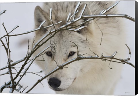 Framed Zoo Wolf 1 Print