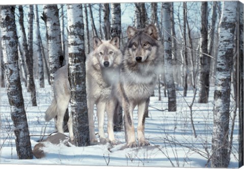 Framed Snow Shadows Print