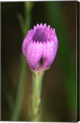 Framed Purple Flower On Stem Print