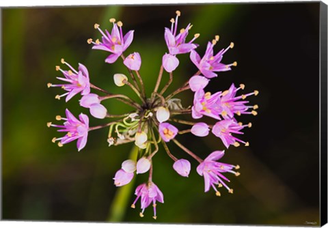 Framed Pink Small Flower Buds Print