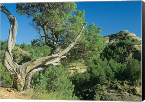 Framed Theodore Roosevelt National Park 40 Print