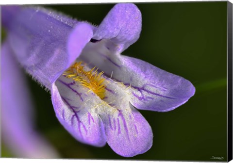 Framed Purple And Yellow Flower On Green Print