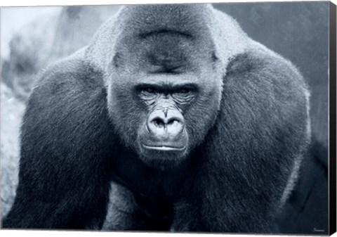 Framed Gorilla Print