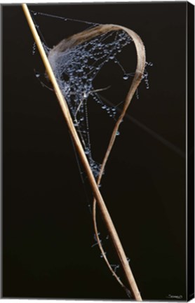 Framed Web On Brown Grass Blade Print