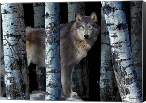 Framed Moon Shadows Print