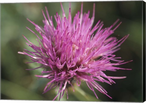 Framed Magenta Flower Bloom 48 Print