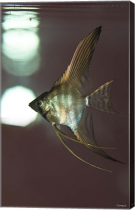 Framed Angel Fish XI Print