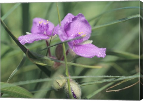Framed Wild Purple Flowers In Grass Blades Print