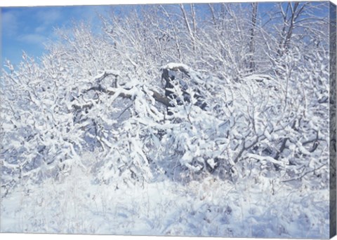 Framed Snow Terrain Tree I Print