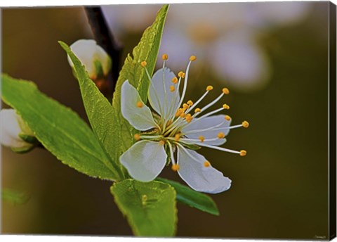 Framed White Flower Bloom And Buds Print