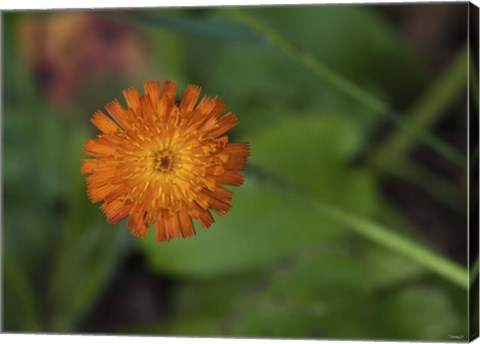 Framed North Shore Orange Flower Print