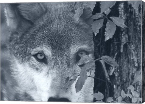 Framed At First Sight Print