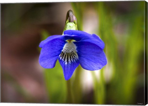 Framed Blue Hanging Flower And Petals Print