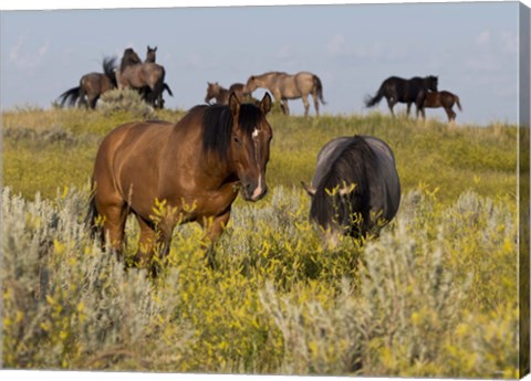 Framed Horses Grazing In Yellow Field II Print