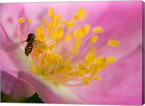 Framed Bee On Pink And Yellow Flower Print