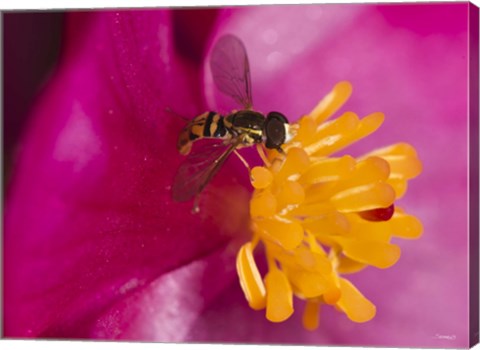Framed Bee On Pink And Yellow Flower Closeup Print