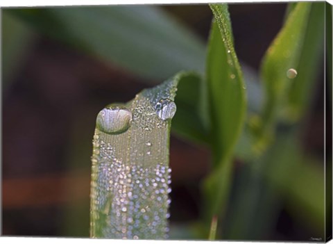 Framed Raindrops On Leaf Blade Closeup Print