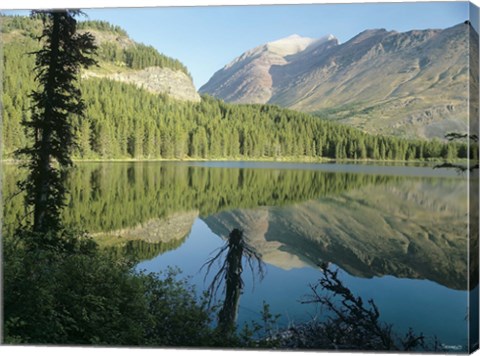 Framed River Reflecting Evergreens Print