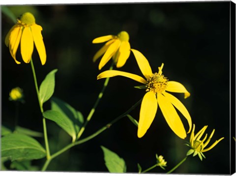 Framed Yellow Blooming Flowers And Stem Print
