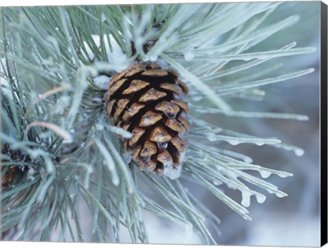 Framed Frosted Pine Cone And Pine Needles I Print