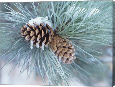 Framed Frosted Pine Cone And Pine Needles II Print