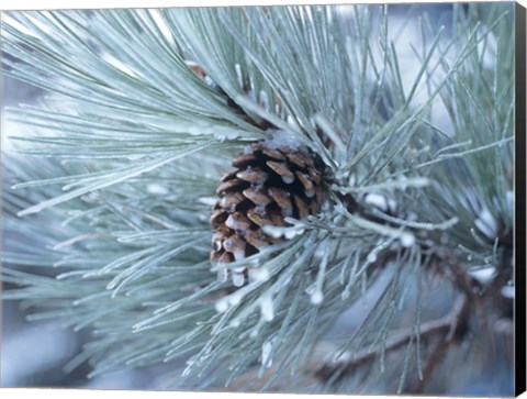 Framed Frosted Pine Cone And Pine Needles III Print