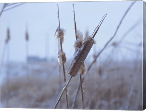 Framed Frosted Cattails I Print