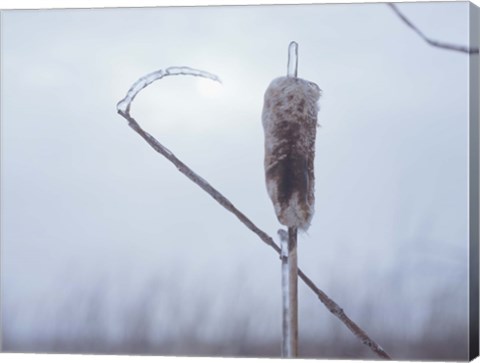 Framed Frosted Cattails II Print