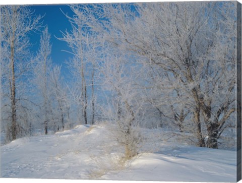 Framed Snow Terrain Tree III Print