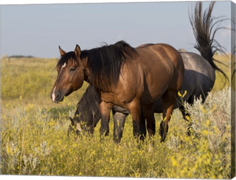 Framed Horses Grazing In Yellow And White Field I Print