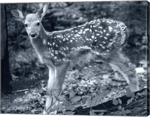 Framed Fawn 2 Print