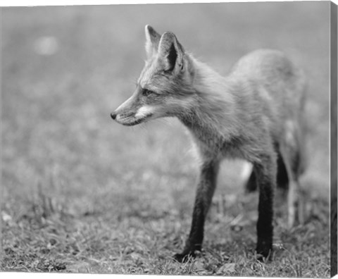 Framed Fox In Field Black And White II Print