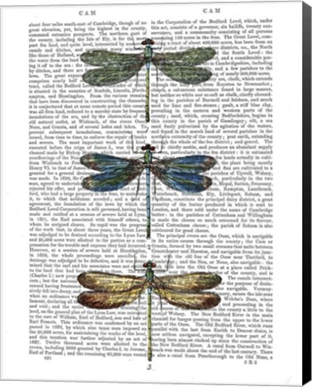 Framed Dragonflies Print 1 Print