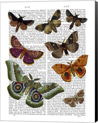 Framed Moth Plate 2 Print