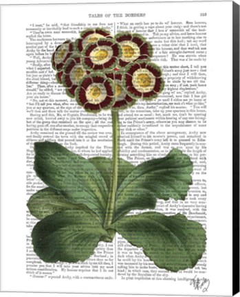 Framed Primula Auricula Red Print