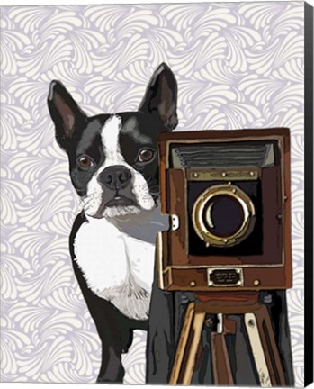 Framed Boston Terrier Photographer Print