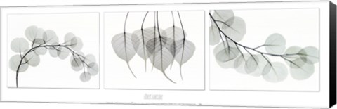 Framed Evergreen Triptych Print