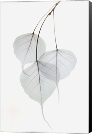 Framed Bo Tree Print