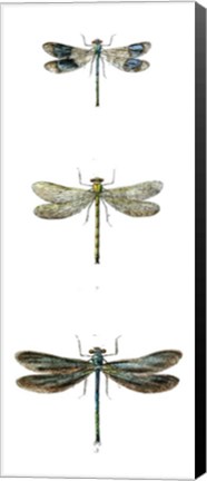 Framed Dragonfly Study II Print