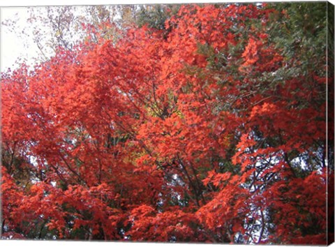 Framed Red Tree Print