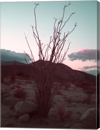 Framed Desert Plants And Sunset Print