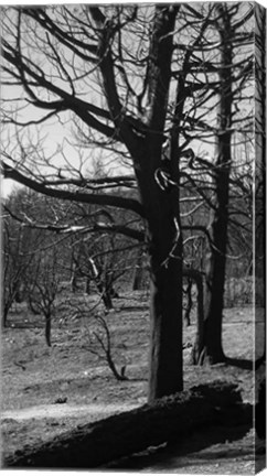 Framed Burned Trees Print