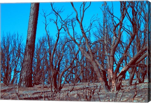 Framed Burned Trees And A Sky Print