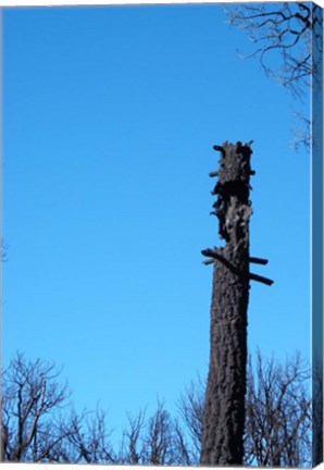 Framed Tree Trunk Burned Print