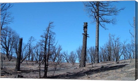 Framed Burned Trees In California Print