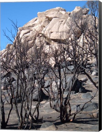 Framed Burned Forest 3 Print